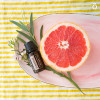 Грейпфрут Citrus X paradisi