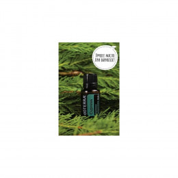 Кипарис Cupressus sempervirens