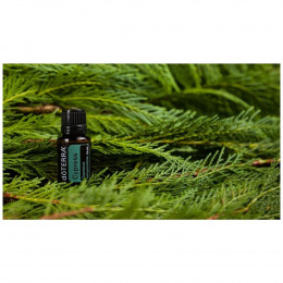 Кипарис Cupressus sempervirens