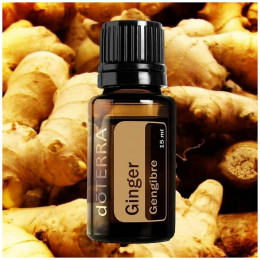 Имбирь Zingiber officinale