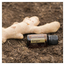 Имбирь Zingiber officinale