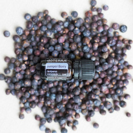Можжевельник Juniperus communis