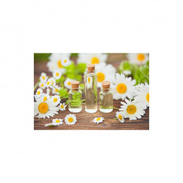 Римская ромашка Roman Chamomile