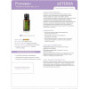 Розмарин Rosmarinus officinalis