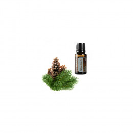 Сибирская пихта Abies sibirica