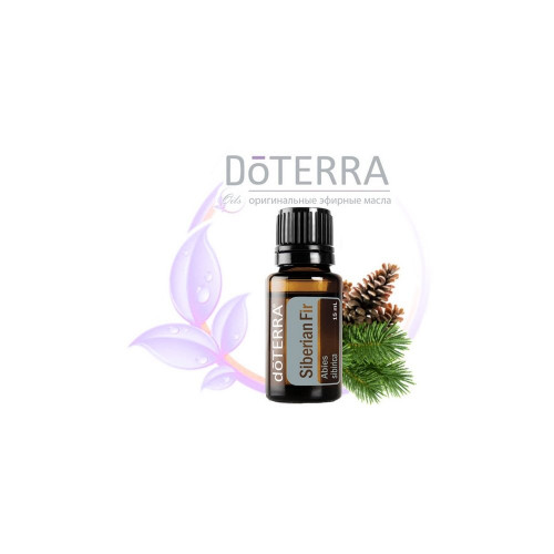 Сибирская пихта Abies sibirica