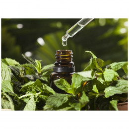 Майоран Origanum majorana