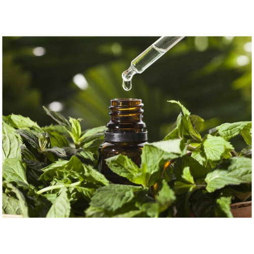 Майоран Origanum majorana