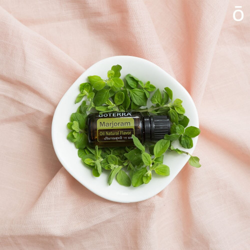 Майоран Origanum majorana