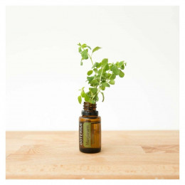 Майоран Origanum majorana