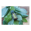 Петитгрейн Citrus aurantium