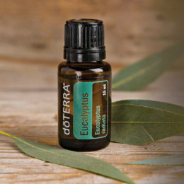 Эвкалипт Eucalyptus radiata