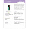 Садовая мята Mentha spicata