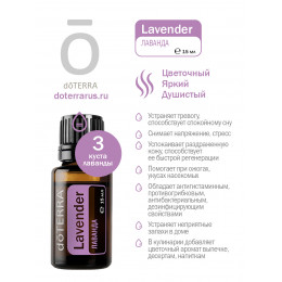 Лаванда Lavandula angustifolia